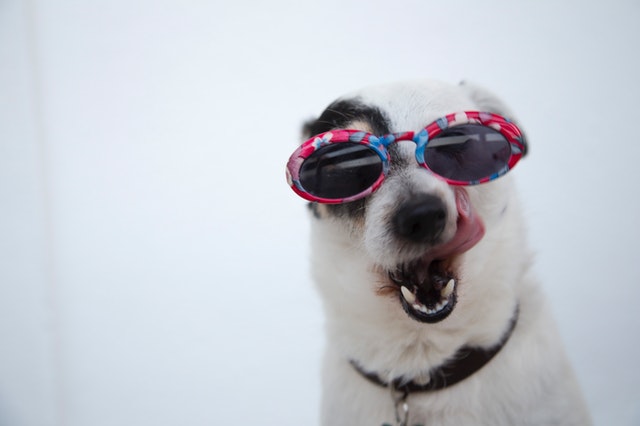 Pet pharmacy Florida dog with sunglasses